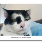 Bored-cat.png