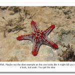 Starfish_in_Mombassa.png