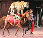 Tiger_riding_a_horse_thumb.jpg