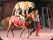 Tiger_riding_a_horse