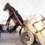 donkey-2.jpg