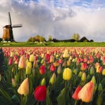 tulipss.jpg