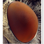 20-Incredible-Eye-Macros-fly4.png
