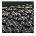Looking-at-the-World-through-a-Microscope-PII-shark-skin.png