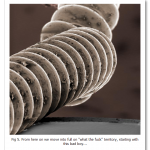 Looking-at-the-World-through-a-Microscope-guitar-string.png