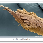 Looking-at-the-World-through-a-Microscope-split-human-hair.png
