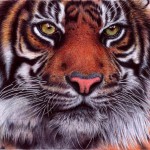 tiger___bic_ballpoint_pen_by_vianaarts-d4qz8xg-8×6.jpg