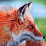 vixen___ballpoint_pen_by_vianaarts-d4v06mx-8×6.jpg