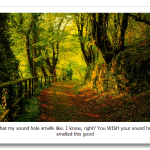 autumn_beautiful_forest_green_leaf_nature_road_trees-1680×1050.png