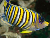 colorful05-regal-angelfish_17429_600x450