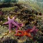 colorful08-purple-sea-star_17432_600x450-8×6.jpg