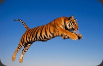 Free-Download-Tiger-Theme-for-Windows-7-Tiger-Attacking