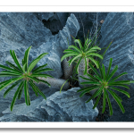 07-drought-plants-714.png