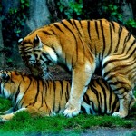 Siberian-Tigers-Mating-9-8×6.JPG