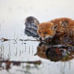 fox-cub_2494668k-8×6.jpg