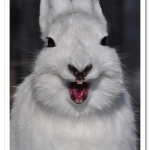 laughing-rabbit_2494660k.png