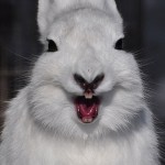 laughing-rabbit_2494660k-8×6.jpg