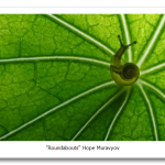 snail-on-leaf_2494674k.png