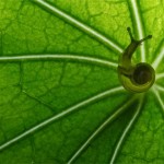 snail-on-leaf_2494674k-8×6.jpg