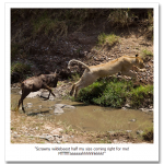 wild-chasing-lion_1747232i.png