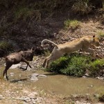wild-chasing-lion_1747232i-8×6.jpg