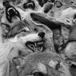 wolves-snarling_2494583k-8×6.jpg