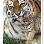 tiger-cub-hates-kisses-from-mom-25657-1317306214-1.png