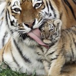 tiger-cub-hates-kisses-from-mom-25657-1317306214-1-8×6.jpg