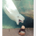 tumblr_mlknxpBLXt1qb5gkjo1_500.png