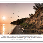 Starling-feeding-frenzy-on-the-dark-brown-beach-along-Lake-Ontario-edited.png