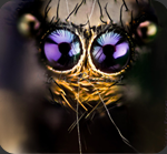 macro-bugs-1-600x528_thumb.png