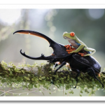 macro-bugs-3-600×442.png
