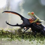 macro-bugs-3-600×442-8×6.jpg