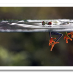 macro-bugs-4-600×393.png
