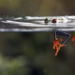 macro-bugs-4-600×393-8×6.jpg