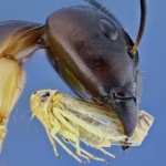 macro-bugs-5-600×486-8×6.jpg