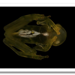 macro-bugs-6-600×408.png