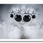 macro-bugs-7-600×400.png