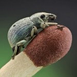 macro-bugs-8-600×415-8×6.jpg