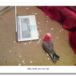 tumblr_mmpa9hGWd91s5lg4ho1_1280.png