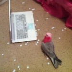 tumblr_mmpa9hGWd91s5lg4ho1_1280-8×6.jpg