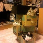 tumblr_mq4uelytaW1rq9l6wo1_1280-8×6.jpg