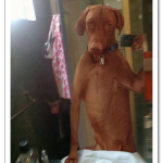 tumblr_mqf9opsmYl1qzjoy8o1_1280.png