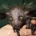 Aye-Aye-8×6.jpg
