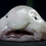 Blob-Fish-8×6.jpg