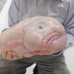 Blob-Fish2-8×6.jpg