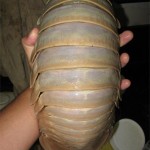 Giant-Isopod-8×6.jpg