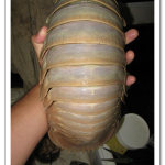 Giant-Isopod.png