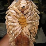 Giant-Isopod2-8×6.jpg