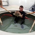 Japanese-Spider-Crab-8×6.jpg